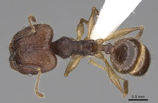 Pheidole trichotos specimen CASENT0403345 image casent0403345_1