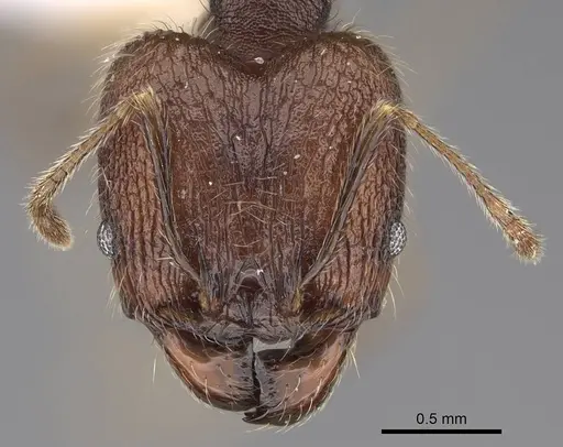 Pheidole trichotos specimen CASENT0403345 image casent0403345_2