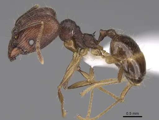 Pheidole trichotos specimen CASENT0403345 image casent0403345_3