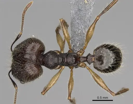 Pheidole trichotos specimen CASENT0788058 image casent0788058_1