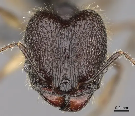 Pheidole trichotos specimen CASENT0788058 image casent0788058_2