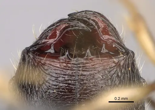 Pheidole trichotos specimen CASENT0788058 image casent0788058_3