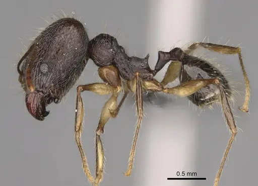 Pheidole trichotos specimen CASENT0788058 image casent0788058_4