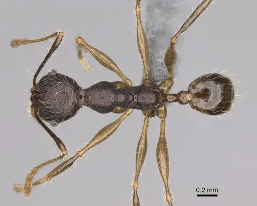 Pheidole trichotos specimen CASENT0923258 image casent0923258_1