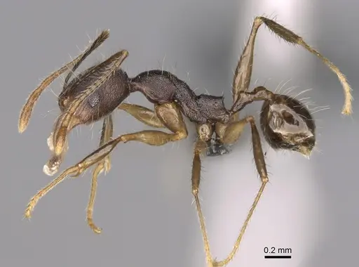Pheidole trichotos specimen CASENT0923258 image casent0923258_3