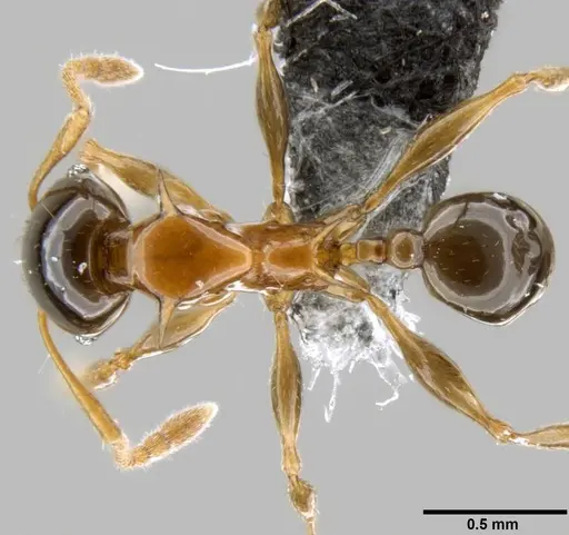 Pheidole tricolor specimen CASENT0199336 image casent0199336_1