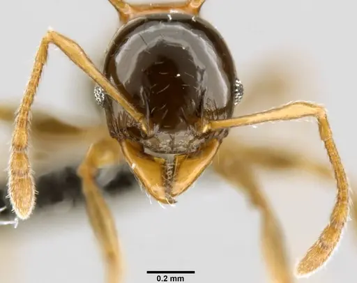Pheidole tricolor specimen CASENT0199336 image casent0199336_2