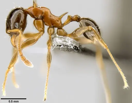 Pheidole tricolor specimen CASENT0199336 image casent0199336_3