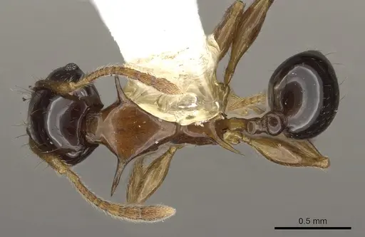 Pheidole tricolor specimen CASENT0901328 image casent0901328_1