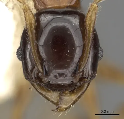 Pheidole tricolor specimen CASENT0901328 image casent0901328_2