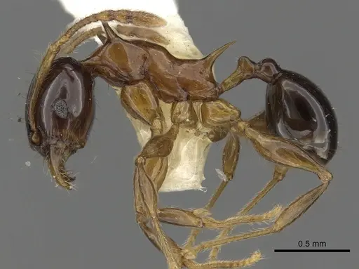Pheidole tricolor specimen CASENT0901328 image casent0901328_3