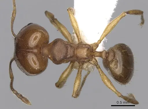 Pheidole triconstricta specimen CASENT0281737 image casent0281737_1