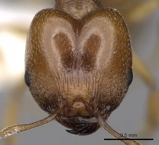Pheidole triconstricta specimen CASENT0281737 image casent0281737_2
