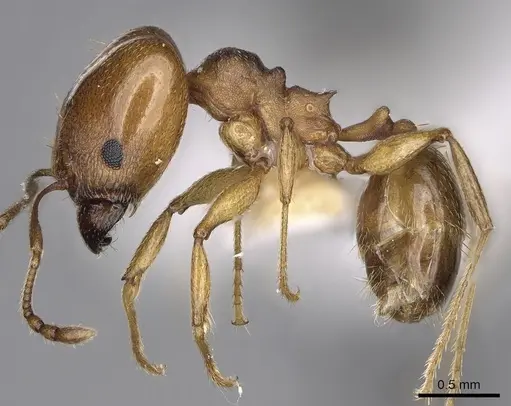 Pheidole triconstricta specimen CASENT0281737 image casent0281737_3
