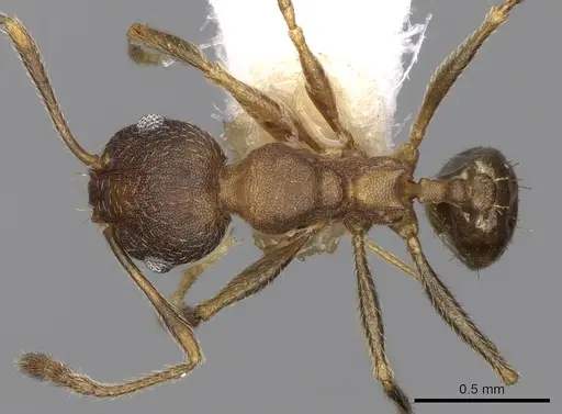 Pheidole triconstricta specimen CASENT0281738 image casent0281738_1