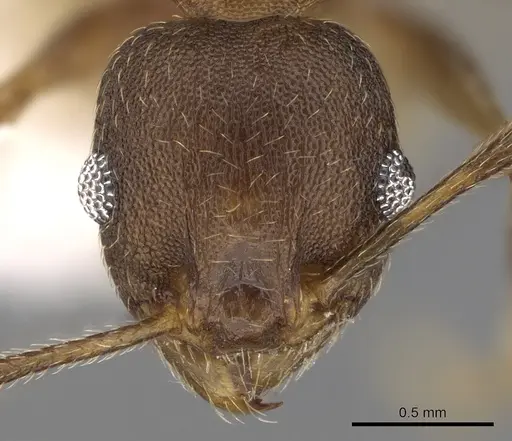 Pheidole triconstricta specimen CASENT0281738 image casent0281738_2