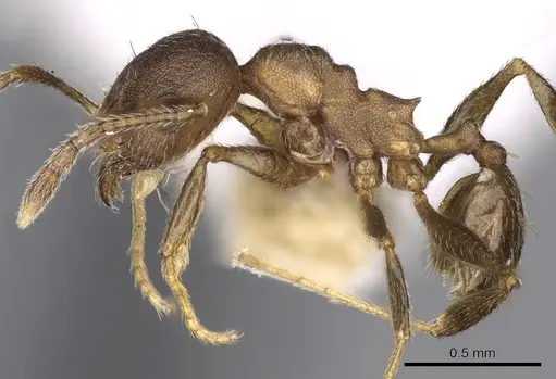 Pheidole triconstricta specimen CASENT0281738 image casent0281738_3