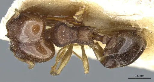 Pheidole triconstricta specimen CASENT0904323 image casent0904323_1
