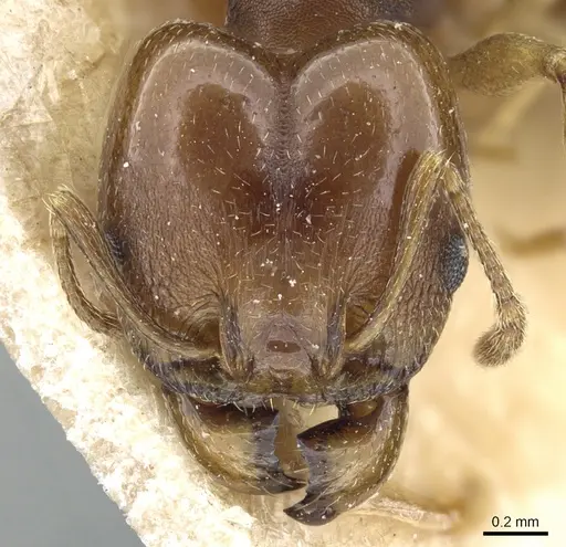 Pheidole triconstricta specimen CASENT0904323 image casent0904323_2