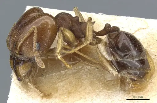 Pheidole triconstricta specimen CASENT0904323 image casent0904323_3