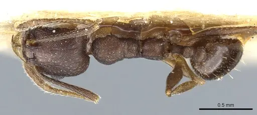 Pheidole triconstricta specimen CASENT0904324 image casent0904324_1