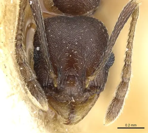 Pheidole triconstricta specimen CASENT0904324 image casent0904324_2