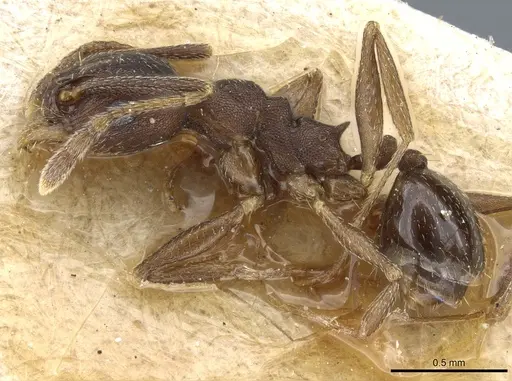 Pheidole triconstricta specimen CASENT0904324 image casent0904324_3