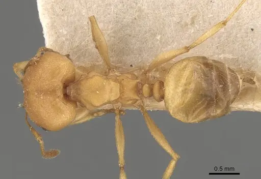 Pheidole triconstricta specimen CASENT0908108 image casent0908108_1