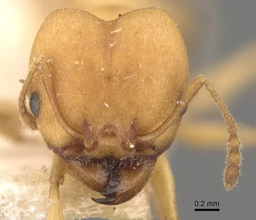 Pheidole triconstricta specimen CASENT0908108 image casent0908108_2