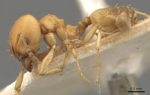 Pheidole triconstricta specimen CASENT0908108 image casent0908108_3