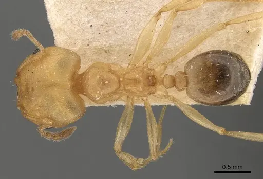 Pheidole triconstricta specimen CASENT0908109 image casent0908109_1