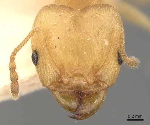 Pheidole triconstricta specimen CASENT0908109 image casent0908109_2