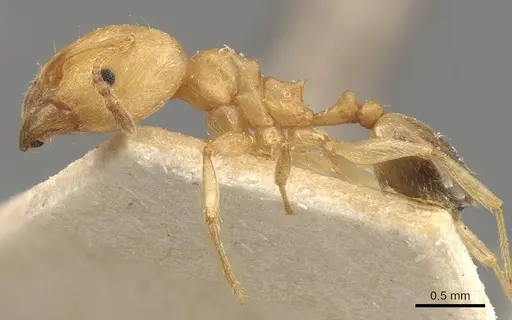 Pheidole triconstricta specimen CASENT0908109 image casent0908109_3