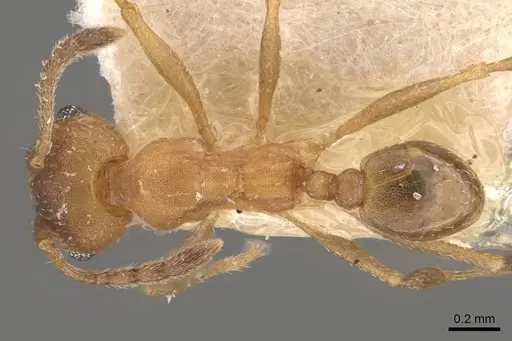 Pheidole triconstricta specimen CASENT0908110 image casent0908110_1