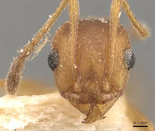 Pheidole triconstricta specimen CASENT0908110 image casent0908110_2