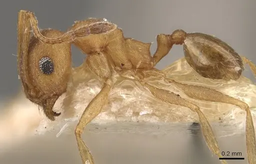 Pheidole triconstricta specimen CASENT0908110 image casent0908110_3