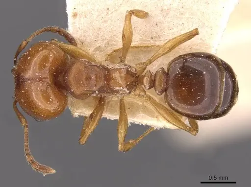 Pheidole triconstricta specimen CASENT0908124 image casent0908124_1