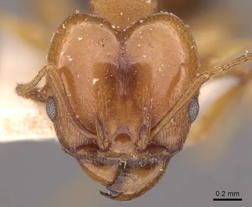 Pheidole triconstricta specimen CASENT0908124 image casent0908124_2