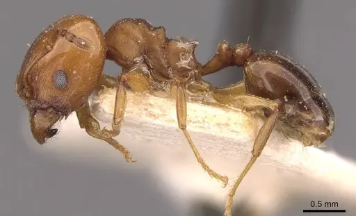 Pheidole triconstricta specimen CASENT0908124 image casent0908124_3