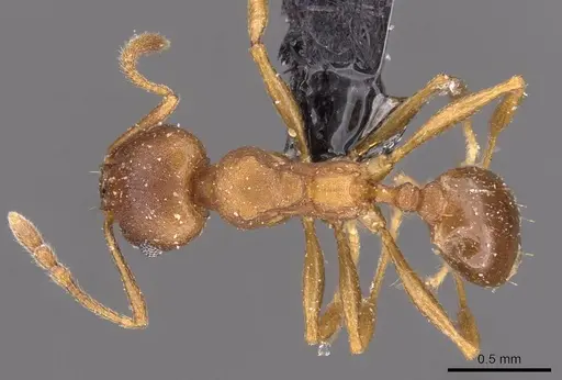 Pheidole triconstricta specimen CASENT0908125 image casent0908125_1
