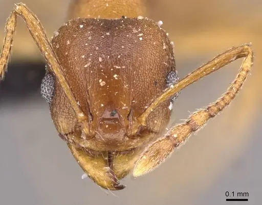 Pheidole triconstricta specimen CASENT0908125 image casent0908125_2