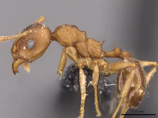 Pheidole triconstricta specimen CASENT0908125 image casent0908125_3