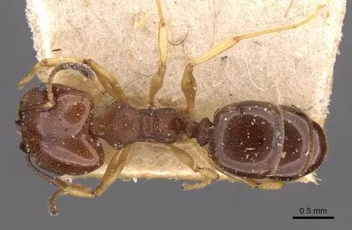 Pheidole triconstricta specimen CASENT0908126 image casent0908126_1