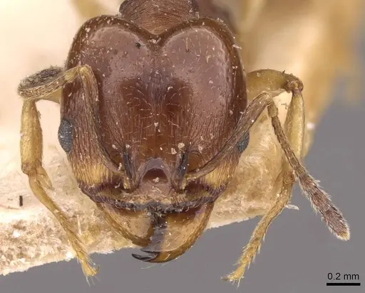 Pheidole triconstricta specimen CASENT0908126 image casent0908126_2