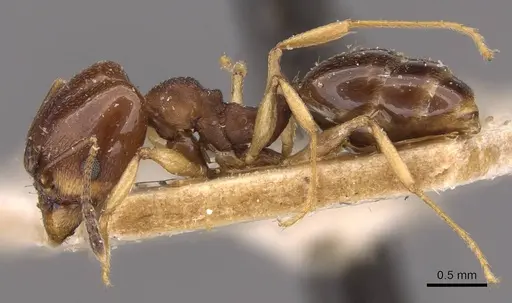 Pheidole triconstricta specimen CASENT0908126 image casent0908126_3