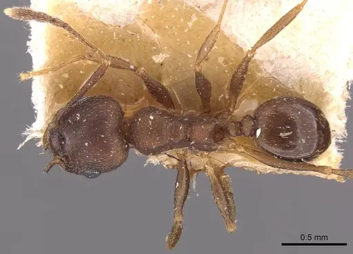 Pheidole triconstricta specimen CASENT0908127 image casent0908127_1