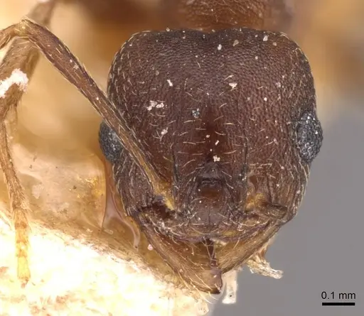 Pheidole triconstricta specimen CASENT0908127 image casent0908127_2