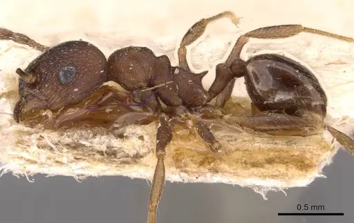 Pheidole triconstricta specimen CASENT0908127 image casent0908127_3