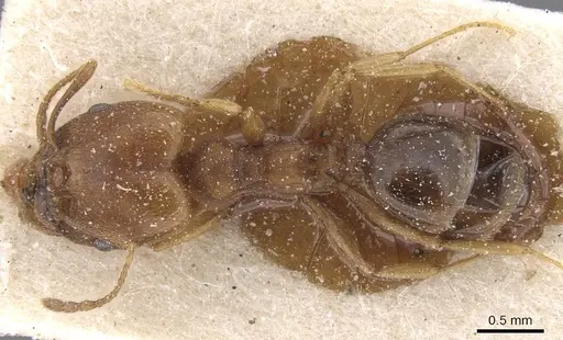 Pheidole triconstricta specimen CASENT0913463 image casent0913463_1
