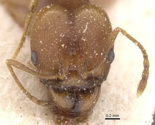 Pheidole triconstricta specimen CASENT0913463 image casent0913463_2